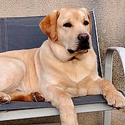 Aaron participe au concours pour gagner de l'argent avec cette photo : bench, chair, close_up, collar, concrete_wall, dog, ear, fur, furniture, labrador, muzzle, nose, outdoor, paw, paw_pad, pet, portrait, relaxed, sitting, yellow_labrador