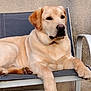 bench, chair, close_up, collar, concrete_wall, dog, ear, fur, furniture, labrador, muzzle, nose, outdoor, paw, paw_pad, pet, portrait, relaxed, sitting, yellow_labrador