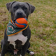 Sterling joined the competition — help win amazing prizes! dog, ball, bandana, grass, outdoor, pet, animal, playful, sitting, gray_dog, white_paws, toy, nature_enthusiast, cute, mammal, friendly, garden, lawn, daytime, canine
