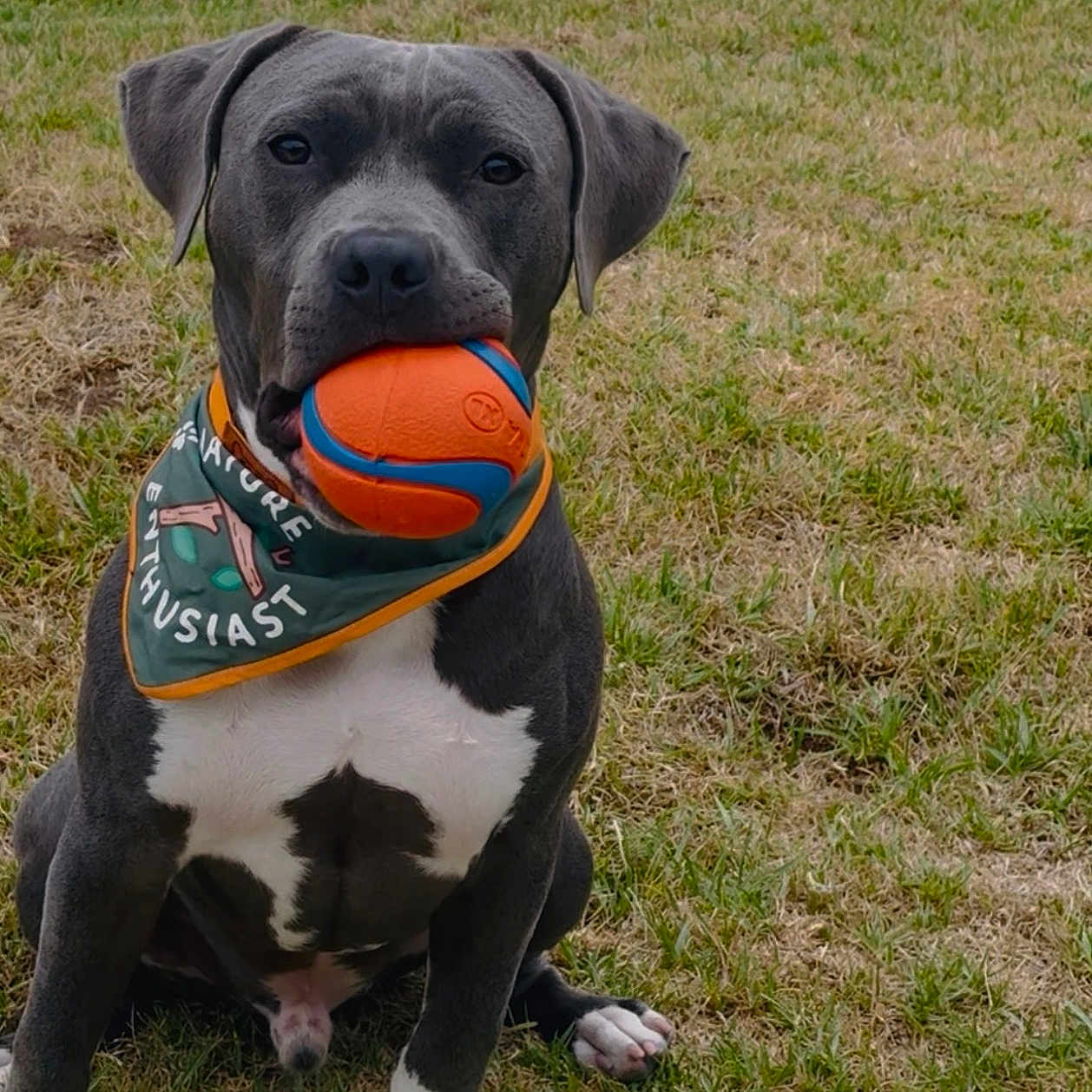 Sterling joined the competition — help win amazing prizes! dog, ball, bandana, grass, outdoor, pet, animal, playful, sitting, gray_dog, white_paws, toy, nature_enthusiast, cute, mammal, friendly, garden, lawn, daytime, canine