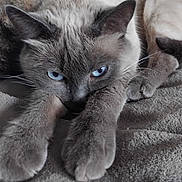 Perle participe au concours pour gagner de l'argent avec cette photo : cat, blue_eyes, close_up, stretching, paws, feline, relaxation, cozy, blanket, fur, whiskers, animal, pet, indoor, cute, sleepy, mammal, portrait, resting, domestic_cat