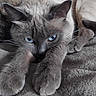 cat, blue_eyes, close_up, stretching, paws, feline, relaxation, cozy, blanket, fur, whiskers, animal, pet, indoor, cute, sleepy, mammal, portrait, resting, domestic_cat