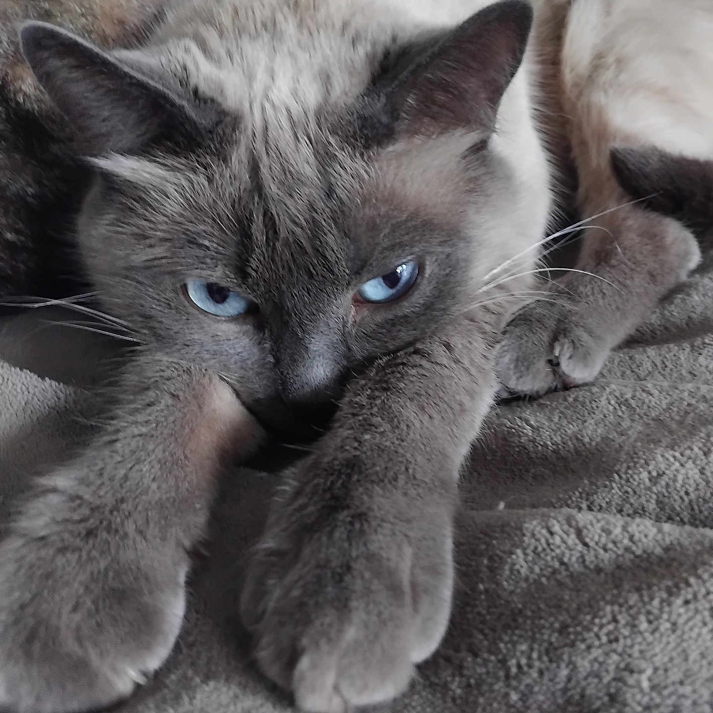 Perle participe au concours pour gagner de l'argent avec cette photo : cat, blue_eyes, close_up, stretching, paws, feline, relaxation, cozy, blanket, fur, whiskers, animal, pet, indoor, cute, sleepy, mammal, portrait, resting, domestic_cat