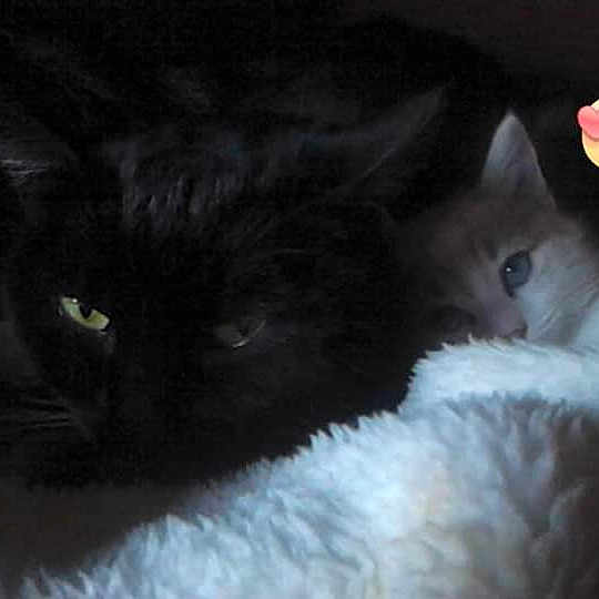 Bigoudi Et Minouche