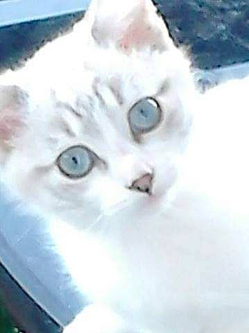 Bigoudi