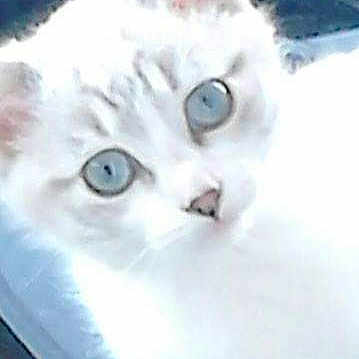 Bigoudi