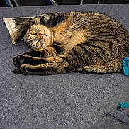 Loki joined the competition — help win amazing prizes! tabby_cat, pet, indoor, bed, gray_bedspread, stretching, relaxed, feline, whiskers, amber_eyes, paws, fur, striped, domestic_cat, household, cozy, curious, lying_down, closeup, animal