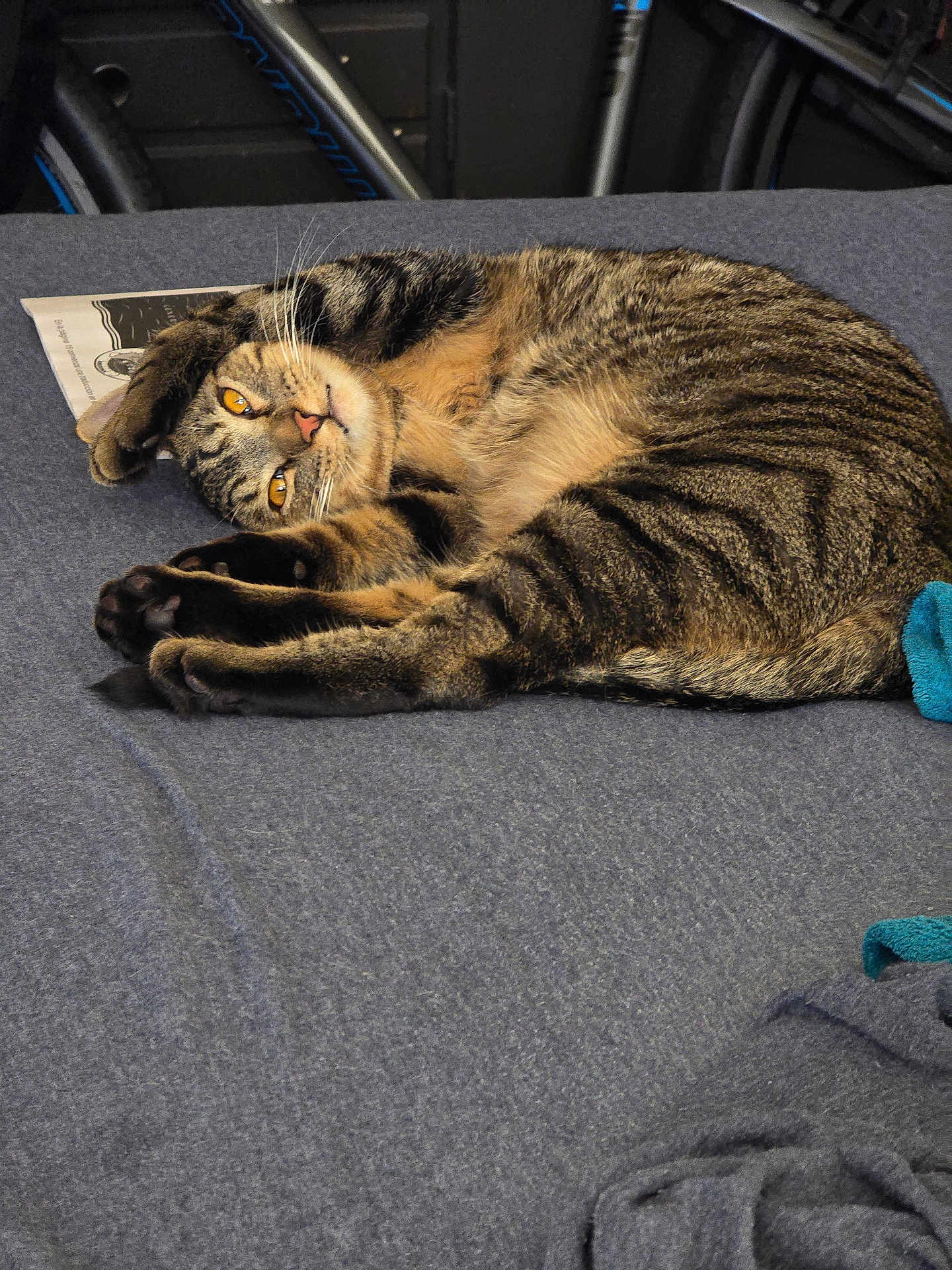 Loki joined the competition — help win amazing prizes! tabby_cat, pet, indoor, bed, gray_bedspread, stretching, relaxed, feline, whiskers, amber_eyes, paws, fur, striped, domestic_cat, household, cozy, curious, lying_down, closeup, animal