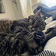 Baby joined the competition — help win amazing prizes! cat, tabby_cat, sleeping, pet, animal, furry, whiskers, paws, claws, striped_fur, cozy, blanket, bed, indoors, window, sunlight, relaxed, cuddly, portrait, home