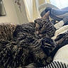 cat, tabby_cat, sleeping, pet, animal, furry, whiskers, paws, claws, striped_fur, cozy, blanket, bed, indoors, window, sunlight, relaxed, cuddly, portrait, home