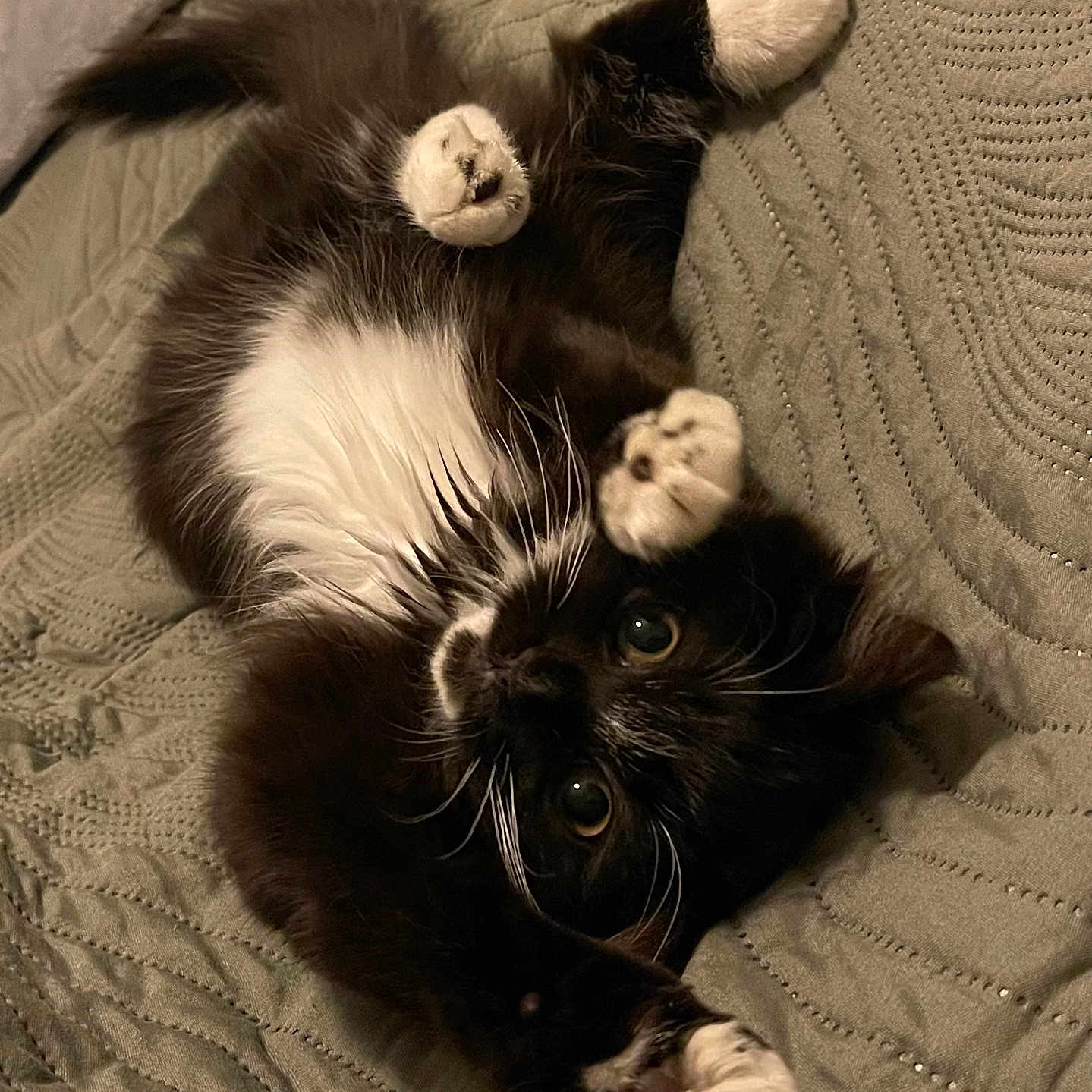 Yummy a rejoint le concours — aidez-le/la à gagner de superbes lots ! animal, bed, bedroom, blanket, canine, cat, couch, cushion, dog, furniture, homedecor, indoors, kitten, manx, person, pet, puppy, quilt, room, sleeping