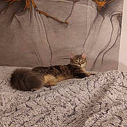 Vodka participe au concours pour gagner de l'argent avec cette photo : cat, tabby, fluffy, pet, animal, indoor, blanket, bed, furniture, relaxing, cute, mammal, fur, portrait, resting, cozy, wall_art, decor, home, laying_down