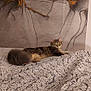 cat, tabby, fluffy, pet, animal, indoor, blanket, bed, furniture, relaxing, cute, mammal, fur, portrait, resting, cozy, wall_art, decor, home, laying_down
