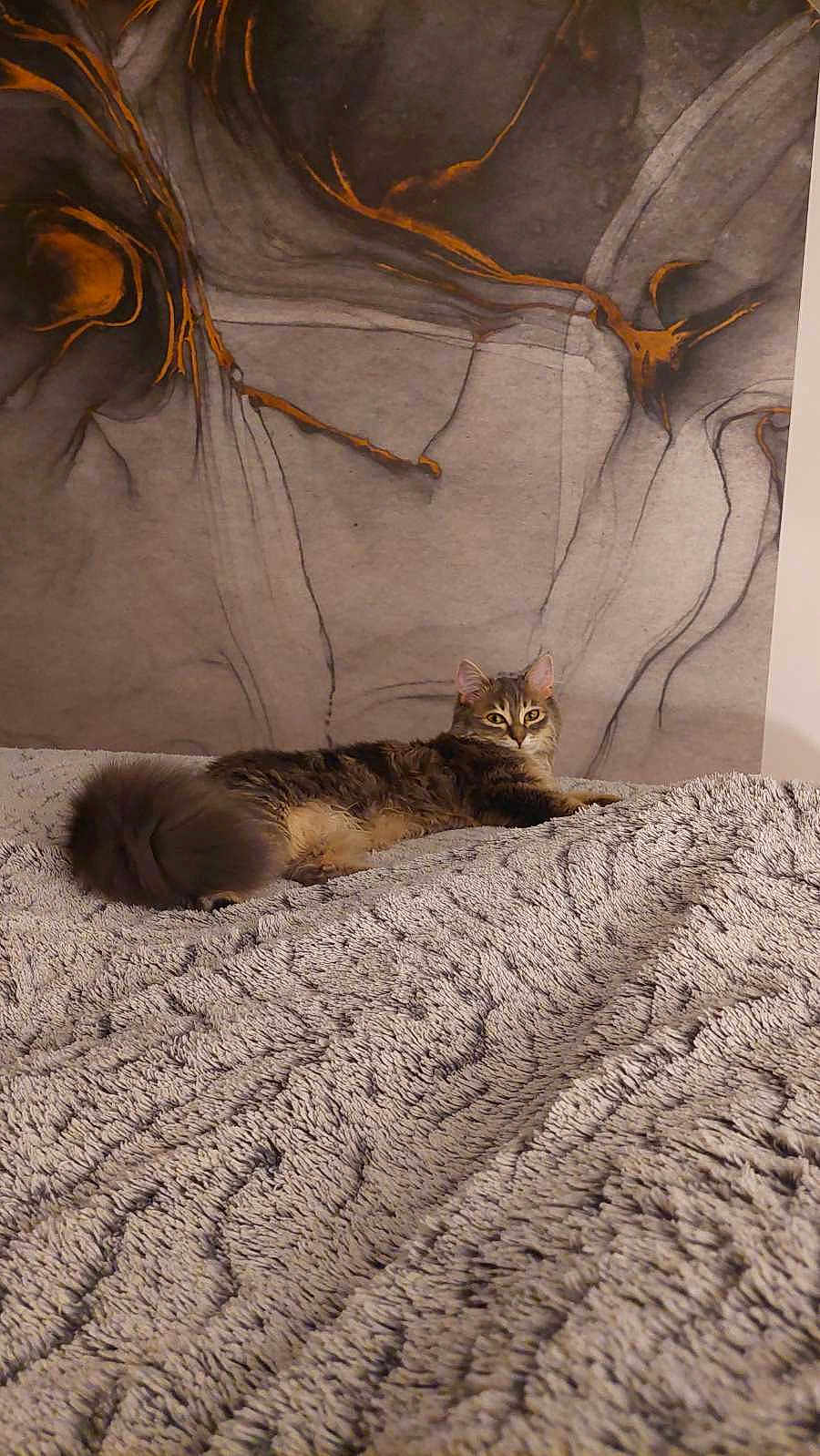 Vodka participe au concours pour gagner de l'argent avec cette photo : cat, tabby, fluffy, pet, animal, indoor, blanket, bed, furniture, relaxing, cute, mammal, fur, portrait, resting, cozy, wall_art, decor, home, laying_down