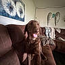 Debbie is registered to the contest to win money with this photo: dog, brown_dog, couch, living_room, painting, decorative_wings, blanket, happy, tongue_out, furniture, wall_art, indoor, cozy, pet, canine, seated, home, relaxing, smiling, decor