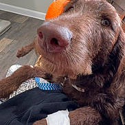 Debbie joined the competition — help win amazing prizes! dog, brown_dog, close_up, paw, bandage, indoor, floor, window, pillow, furniture, person, resting, pet, canine, cozy, expression, home, animal, fur, large_nose