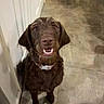 Debbie joined the competition — help win amazing prizes! dog, brown_dog, indoor, tiled_floor, white_door, collar, happy_dog, sitting, looking_up, joyful_expression, companion_dog, spotted_dog, tail_wagging, floor, pet, animal, canine, domestic, house, playful
