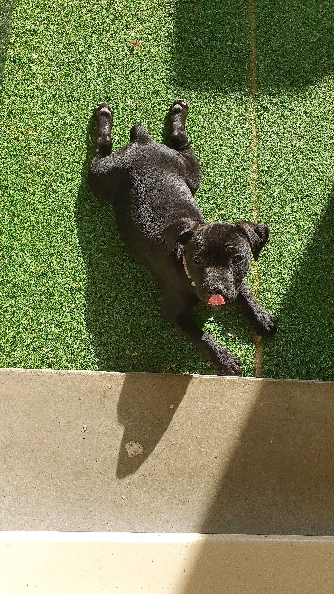 Phury participe au concours pour gagner de l'argent avec cette photo : canidae, carnivore, dog, dog_breed, grass, guard_dog, labrador_retriever, mammal, patterdale_terrier, puppy, snout, sporting_group, staffordshire_bull_terrier, tail, vertebrate