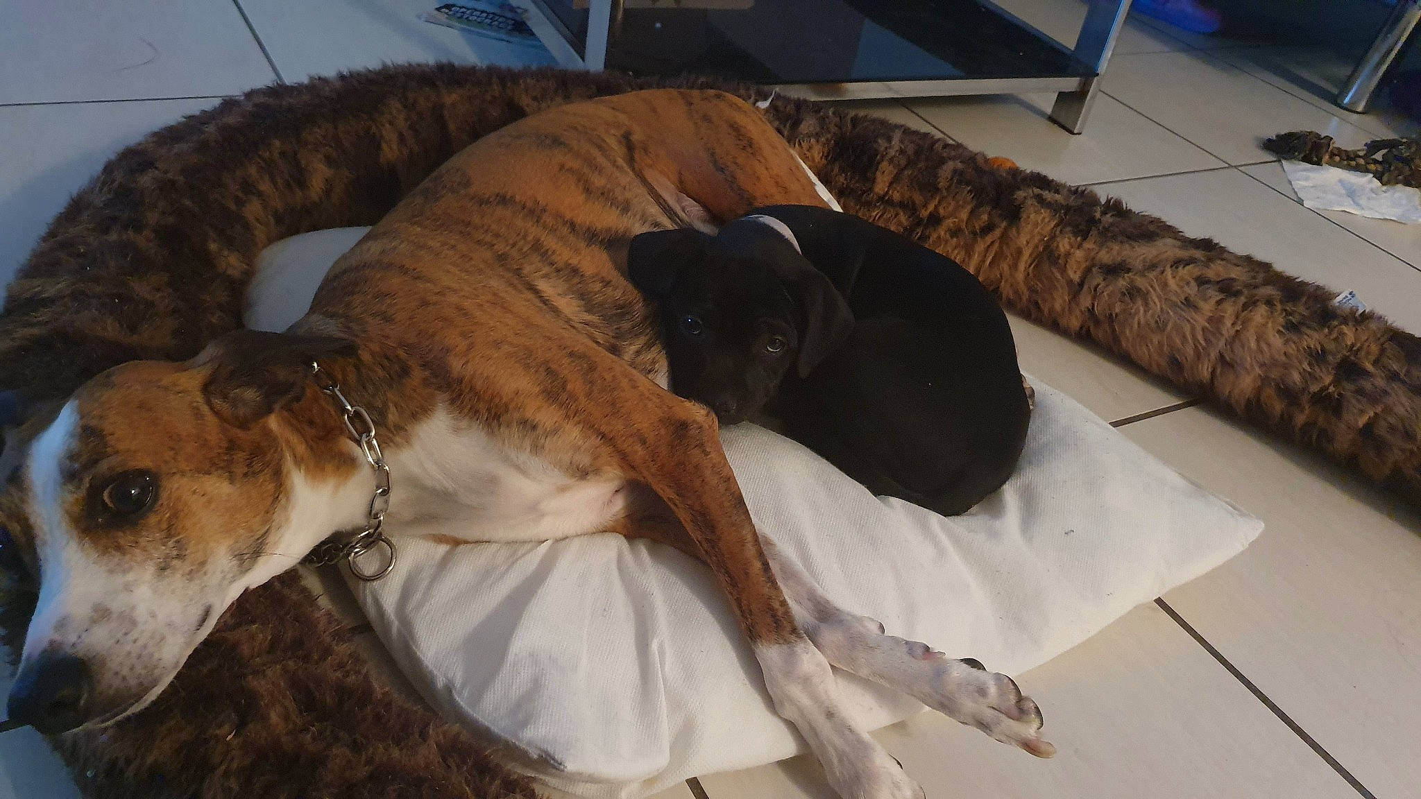 Phury a rejoint le concours — aidez-le/la à gagner de superbes lots ! canidae, carnivore, dog, dog_breed, galgo_espanol, greyhound, lurcher, mammal, mountain_cur, plott_hound