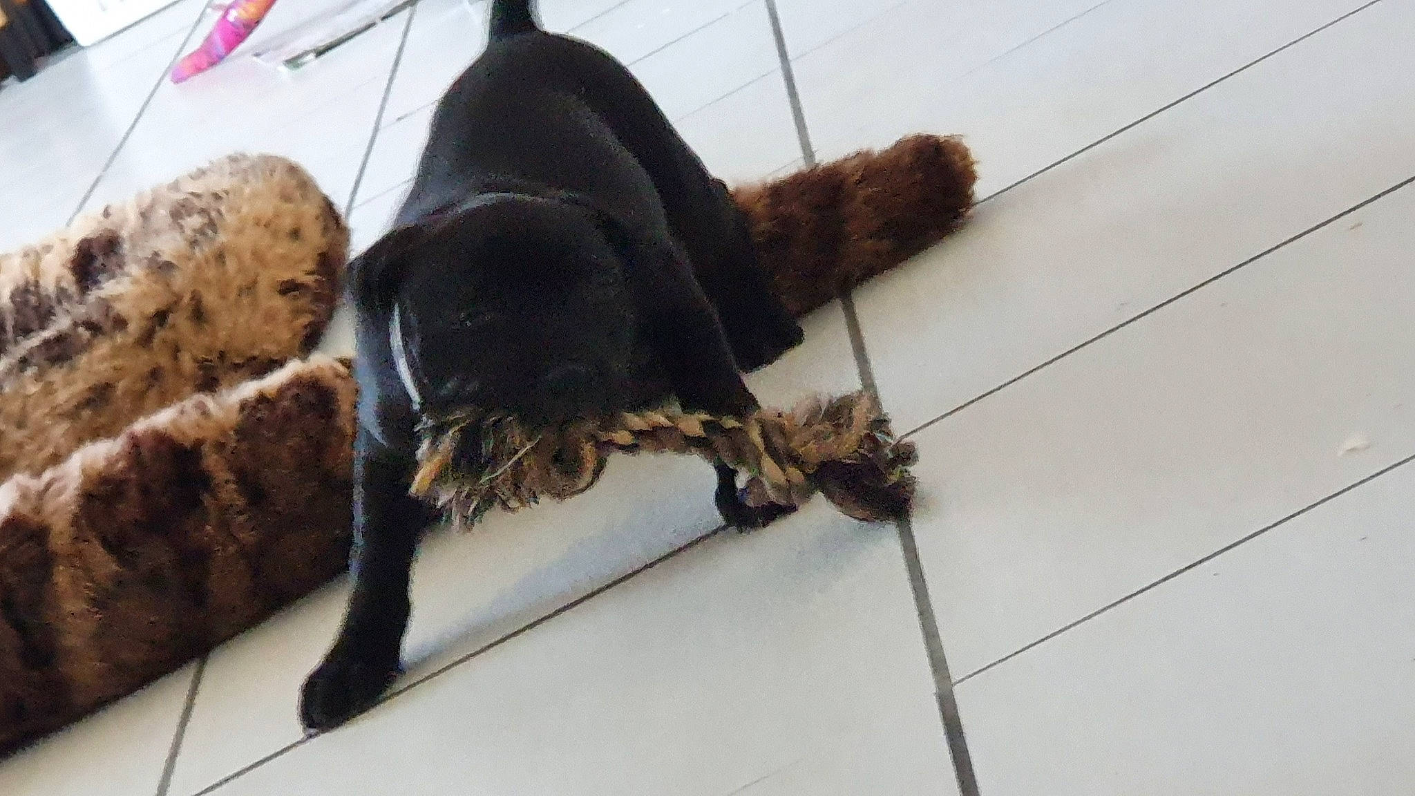 Phury a rejoint le concours — aidez-le/la à gagner de superbes lots ! american_cocker_spaniel, canidae, carnivore, cockapoo, cocker_spaniel, dog, dog_breed, fur, labradoodle, puppy, spaniel, sporting_group, tail