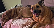 Layna is registered to the contest to win money with this photo: dog, couch, blanket, indoor, pet, relaxing, smiling, sleeping, brown_fur, window, blinds, cozy, home, furniture, animal, canine, two_dogs, happy, resting, living_room