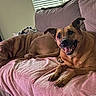 dog, couch, blanket, indoor, pet, relaxing, smiling, sleeping, brown_fur, window, blinds, cozy, home, furniture, animal, canine, two_dogs, happy, resting, living_room