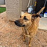 dog, brown_dog, outdoor, pet, animal, fur, tail, ears, snout, rocky_ground, wall, garden_tools, broom, cabinet, concrete_floor, curious, standing, daylight, domestic_animal, looking_away