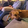 dog, person, couch, blanket, living_room, beard, casual_clothing, seated, relaxed, indoor, furniture, pillow, window_blinds, home_decor, resting, sleeping_dog, human_face, portrait, male, female