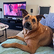 Layna joined the competition — help win amazing prizes! dog, brown_dog, pet, couch, blanket, living_room, television, furniture, carpet, table, glasses, entertainment_center, relaxed, indoor, cozy, curious, head_tilt, domestic, canine, home