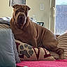 Vern is registered to the contest to win money with this photo: dog, wrinkly_dog, bed, pillow, love_pillow, paw_print, window, blanket, cushion, indoor, light_switch, wall_art, relaxed, pet, cozy, brown_dog, fur, resting, comfortable, home