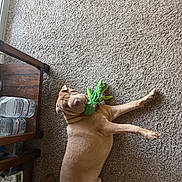 Vern joined the competition — help win amazing prizes! dog, carpet, toy, plush_toy, indoor, wooden_table, water_bottle, slippers, floor, pet, relaxed, lying_down, brown_dog, wrinkled_skin, home, cozy, resting, animal, playful, companion