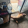 Vern joined the competition — help win amazing prizes! dog, tan_dog, carpet, indoor, sliding_glass_door, side_table, water_bottle, stuffed_tiger_toy, cup, tray, natural_light, playful, pet, household_items, window_blinds, floor, relaxing, shadow, furniture, cozy