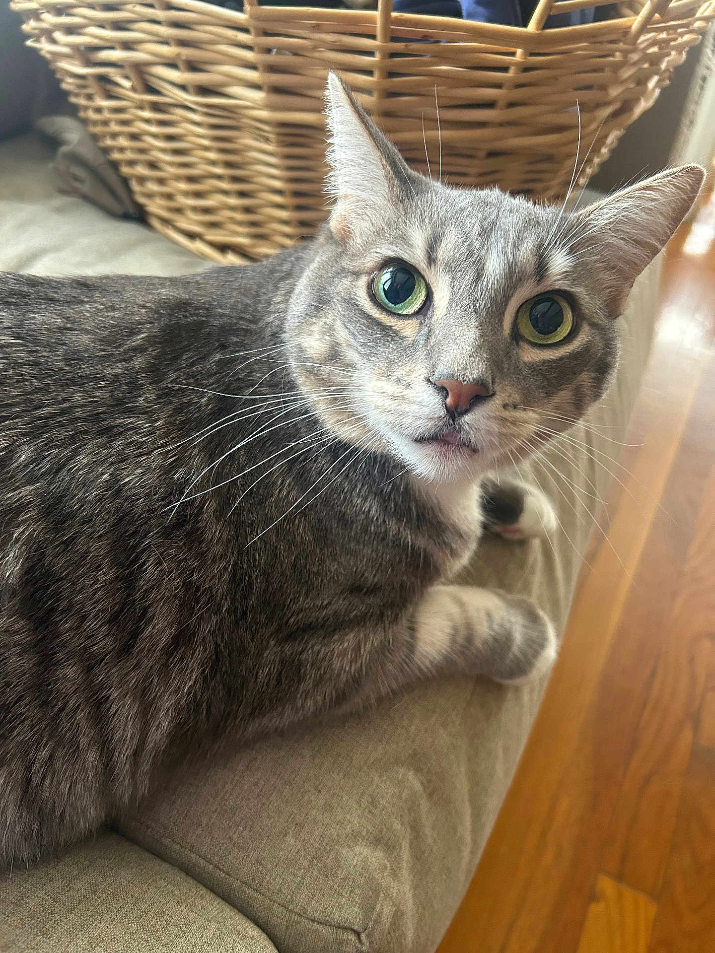 Ragnar joined the competition — help win amazing prizes! cat, gray_tabby, green_eyes, whiskers, couch, indoor, furniture, basket, wood_floor, pet, animal, relaxed, close_up, fur, curious, domestic_cat, home, cozy, laying, portrait