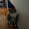 adorable, beard, big_eyes, cat, costume, feline, gray_tabby, hardwood_floor, hat, indoor, living_room, paws, pet, portrait, shadow, sitting, unamused, wall, whiskers, white_paws