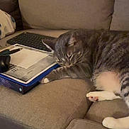 Ragnar joined the competition — help win amazing prizes! book, cat, couch, cozy, fur, furniture, indoor, keyboard, living_room, paper, paw, pet, pillow, remote_control, shelf, sleeping, sofa, tabby_cat, tablet, white_paws