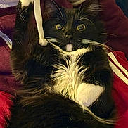 Geofffurry joined the competition — help win amazing prizes! cat, tuxedo_cat, black_and_white, wide_eyes, whiskers, paw, fur, hoodie_string, indoor, close_up, pet, animal, playful, surprised, lying_down, cozy, soft_fur, domestic_cat, cute, alert