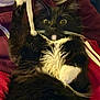 cat, tuxedo_cat, black_and_white, wide_eyes, whiskers, paw, fur, hoodie_string, indoor, close_up, pet, animal, playful, surprised, lying_down, cozy, soft_fur, domestic_cat, cute, alert