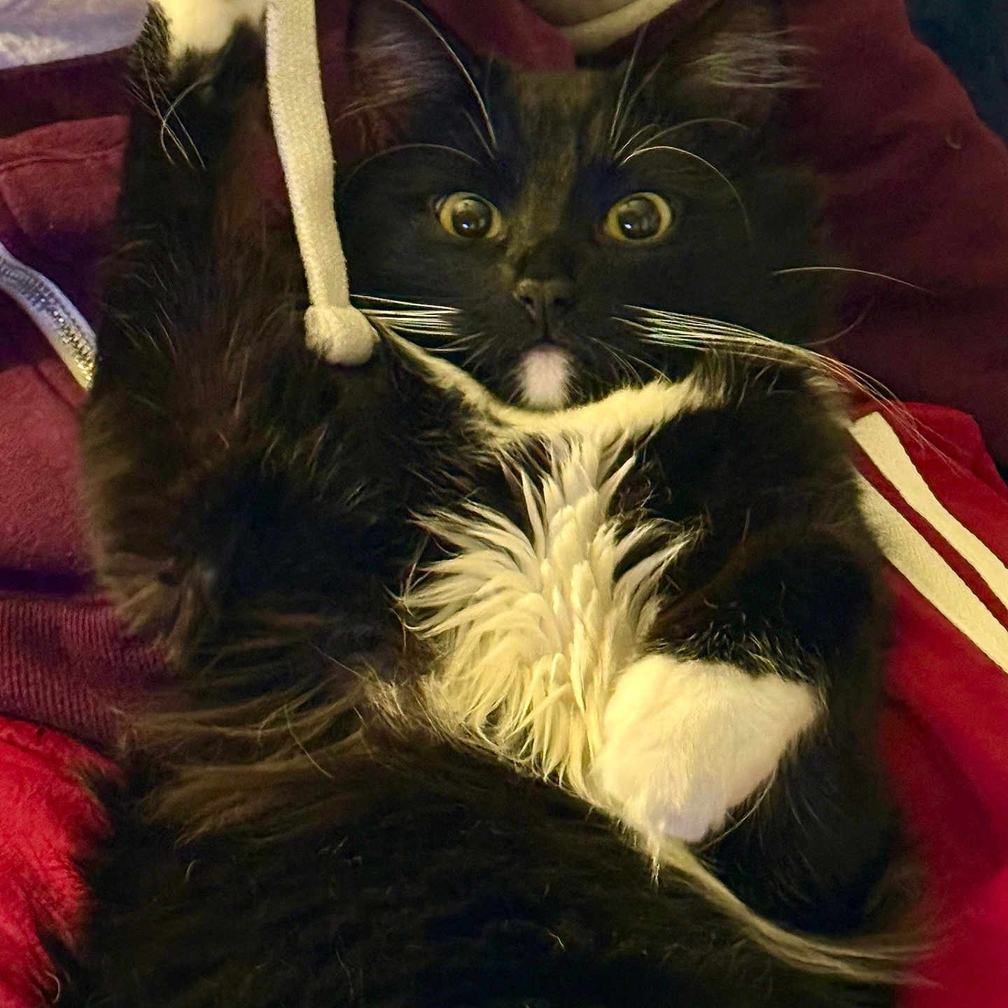 Geofffurry joined the competition — help win amazing prizes! alert, animal, black_and_white, cat, close_up, cozy, cute, domestic_cat, fur, hoodie_string, indoor, lying_down, paw, pet, playful, soft_fur, surprised, tuxedo_cat, whiskers, wide_eyes