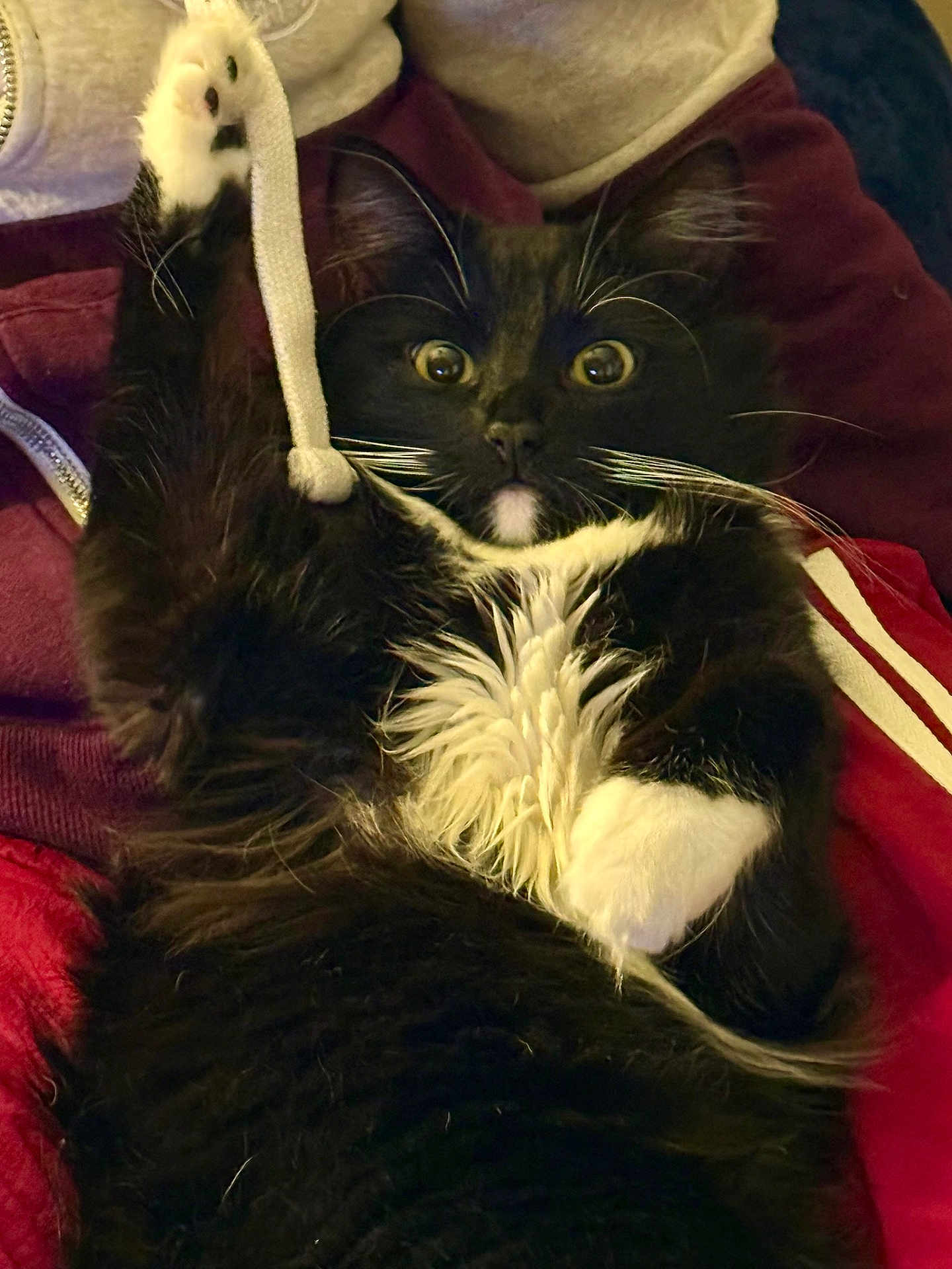 Geofffurry joined the competition — help win amazing prizes! cat, tuxedo_cat, black_and_white, wide_eyes, whiskers, paw, fur, hoodie_string, indoor, close_up, pet, animal, playful, surprised, lying_down, cozy, soft_fur, domestic_cat, cute, alert
