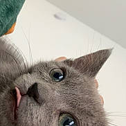 Hennessey is registered to the contest to win money with this photo: cat, gray_cat, tongue_out, close_up, green_eyes, whiskers, indoor, blanket, cozy, cute, pet, feline, fur, animal, face, ears, curious, soft_light, domestic_cat, portrait