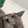 cat, gray_cat, tongue_out, close_up, green_eyes, whiskers, indoor, blanket, cozy, cute, pet, feline, fur, animal, face, ears, curious, soft_light, domestic_cat, portrait