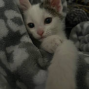 Indica joined the competition — help win amazing prizes! kitten, cat, paw, blanket, cozy, soft, fur, cute, pet, animal, indoor, closeup, curious, snuggle, warm, resting, young, small, pattern, feline