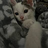 kitten, cat, paw, blanket, cozy, soft, fur, cute, pet, animal, indoor, closeup, curious, snuggle, warm, resting, young, small, pattern, feline