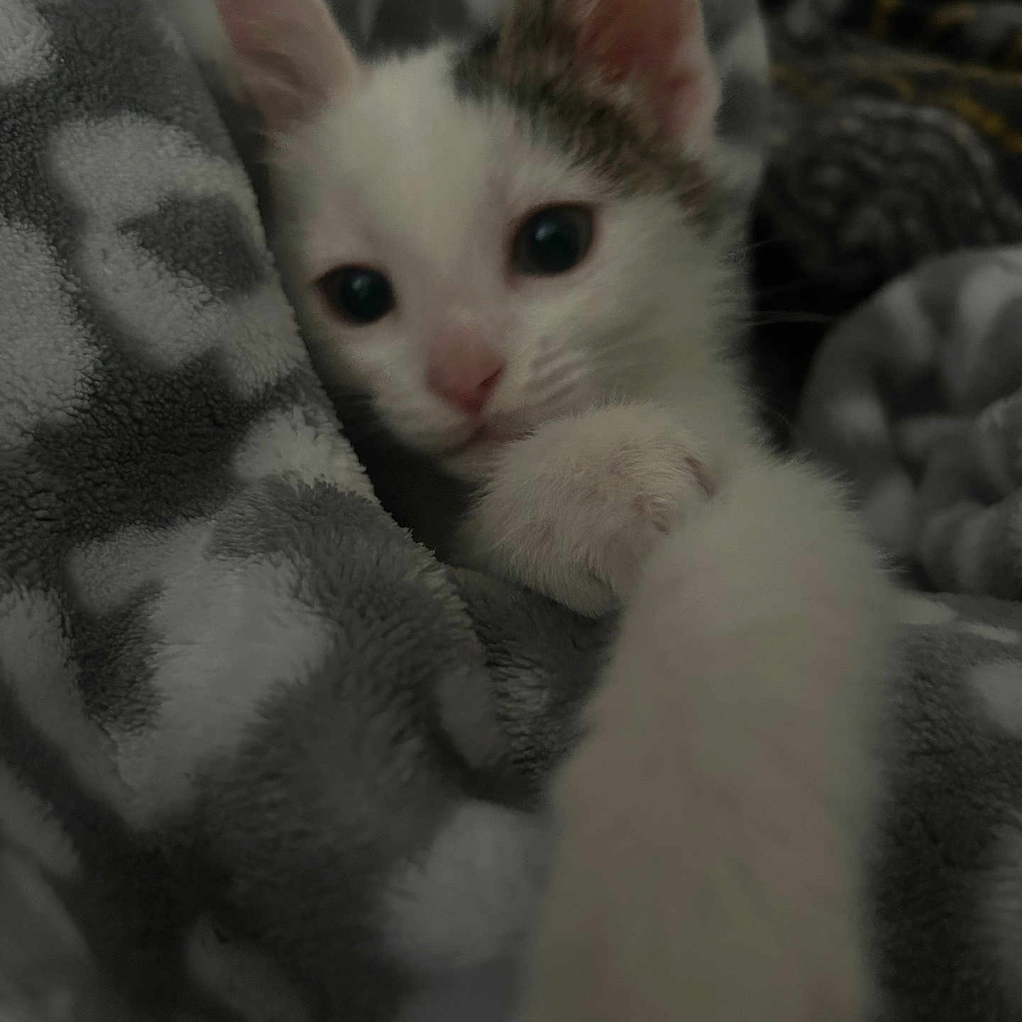 Indica
