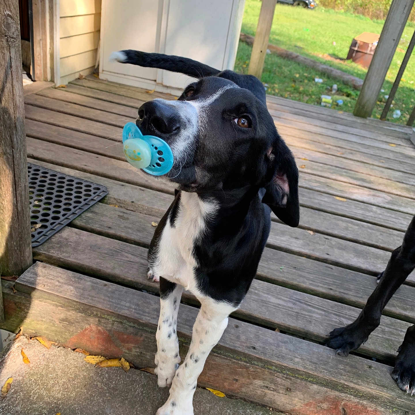Pup Pup joined the competition — help win amazing prizes! animal, architecture, building, canine, car, dog, grass, hound, house, housing, outdoors, pet, plant, pointer, porch, puppy, shelter, transportation, vehicle, wood