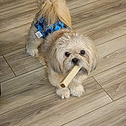 Boba is registered to the contest to win money with this photo: animal, blue_diaper, bone, canine, chew_toy, companion, curious, cute, dog, domestic_animal, flooring, fluffy, fur, indoor, looking_up, pet, playful, small_dog, standing, wooden_floor