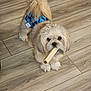animal, blue_diaper, bone, canine, chew_toy, companion, curious, cute, dog, domestic_animal, flooring, fluffy, fur, indoor, looking_up, pet, playful, small_dog, standing, wooden_floor