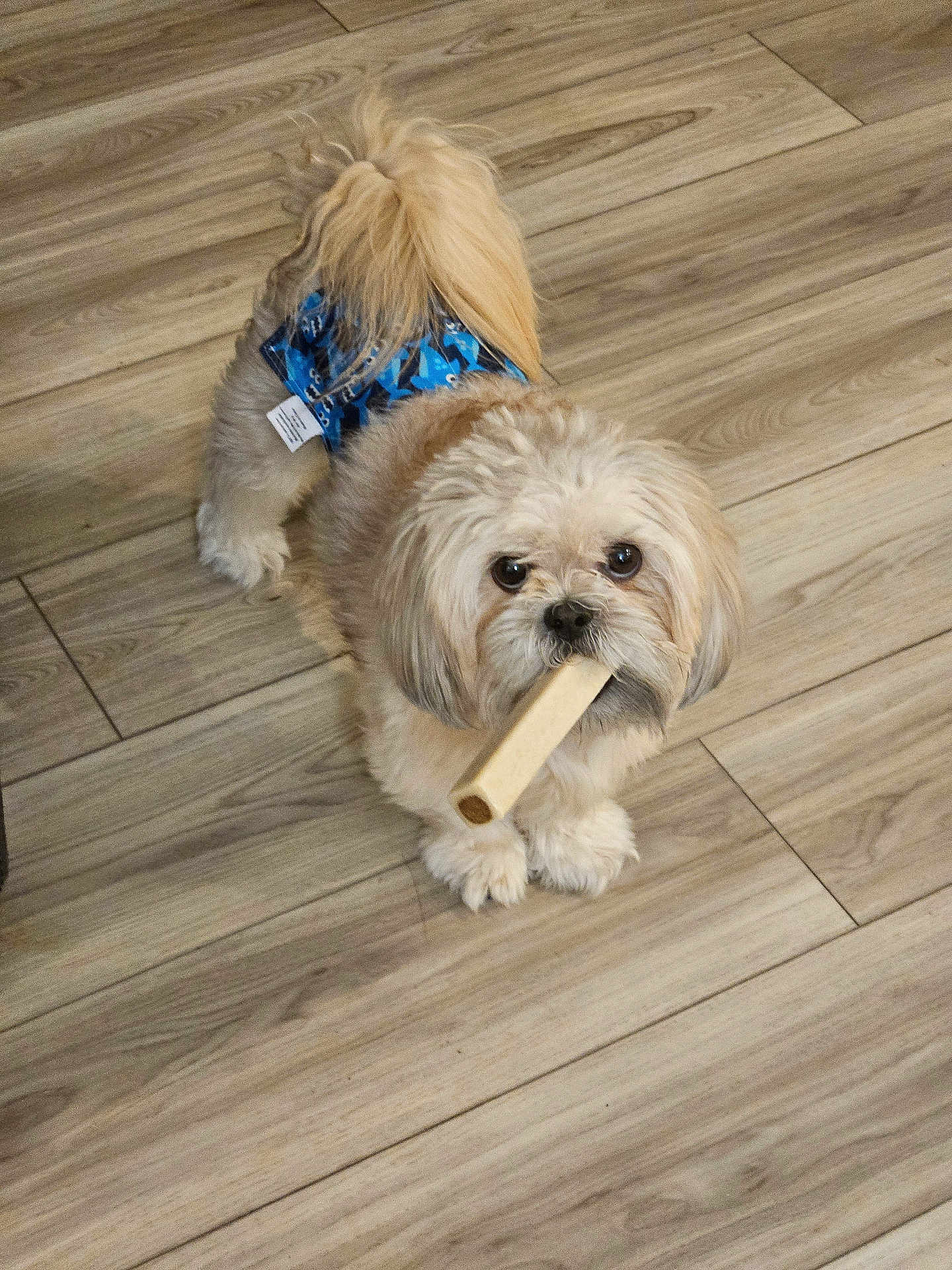 Boba