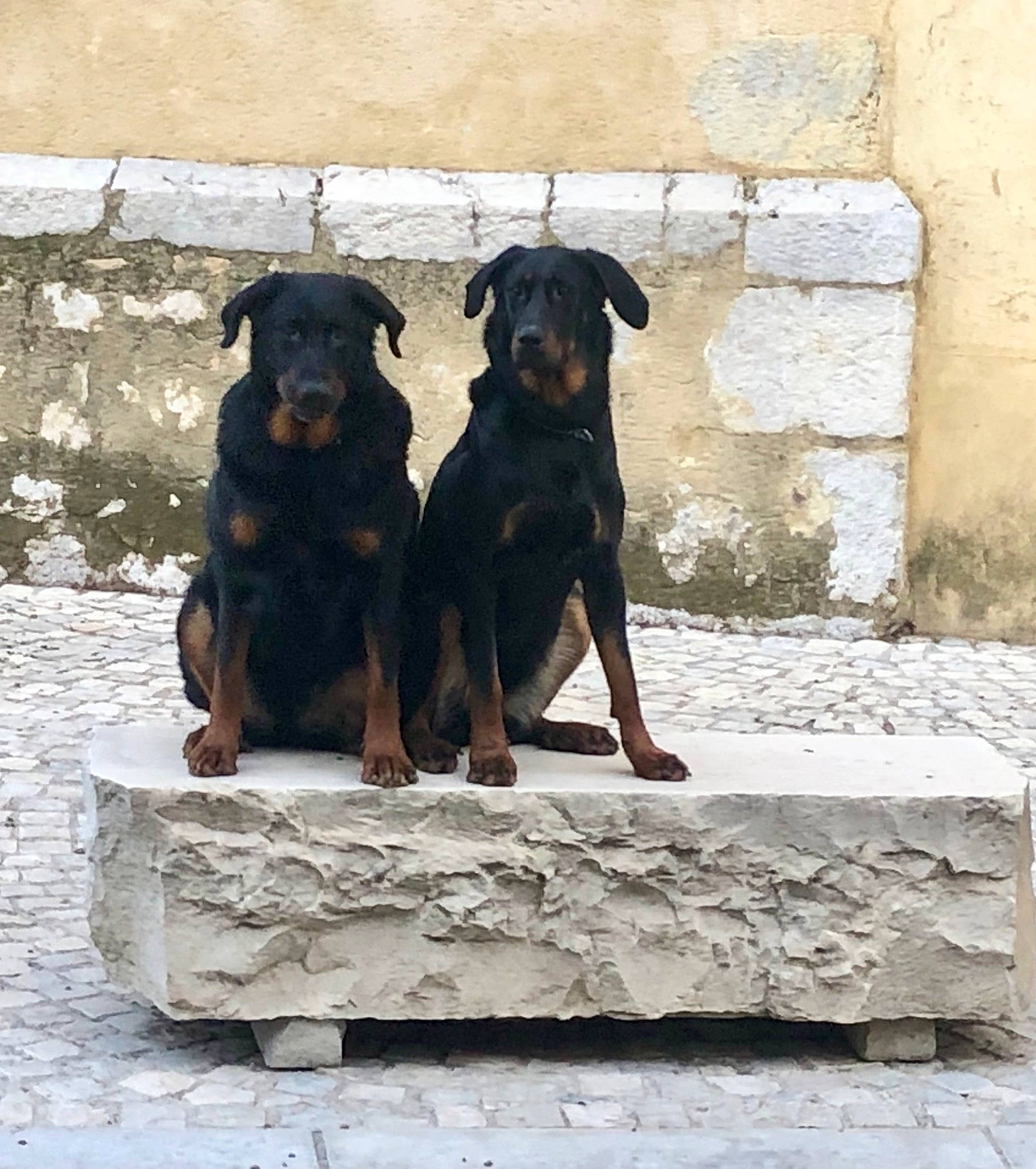 Lady Et Laska a rejoint le concours — aidez-le/la à gagner de superbes lots ! canidae, carnivore, companion_dog, dog, dog_breed, dog_collar, fawn, guard_dog, hunting_dog, rock, rottweiler, snout, sporting_group, street_dog, terrestrial_animal, working_animal, working_dog
