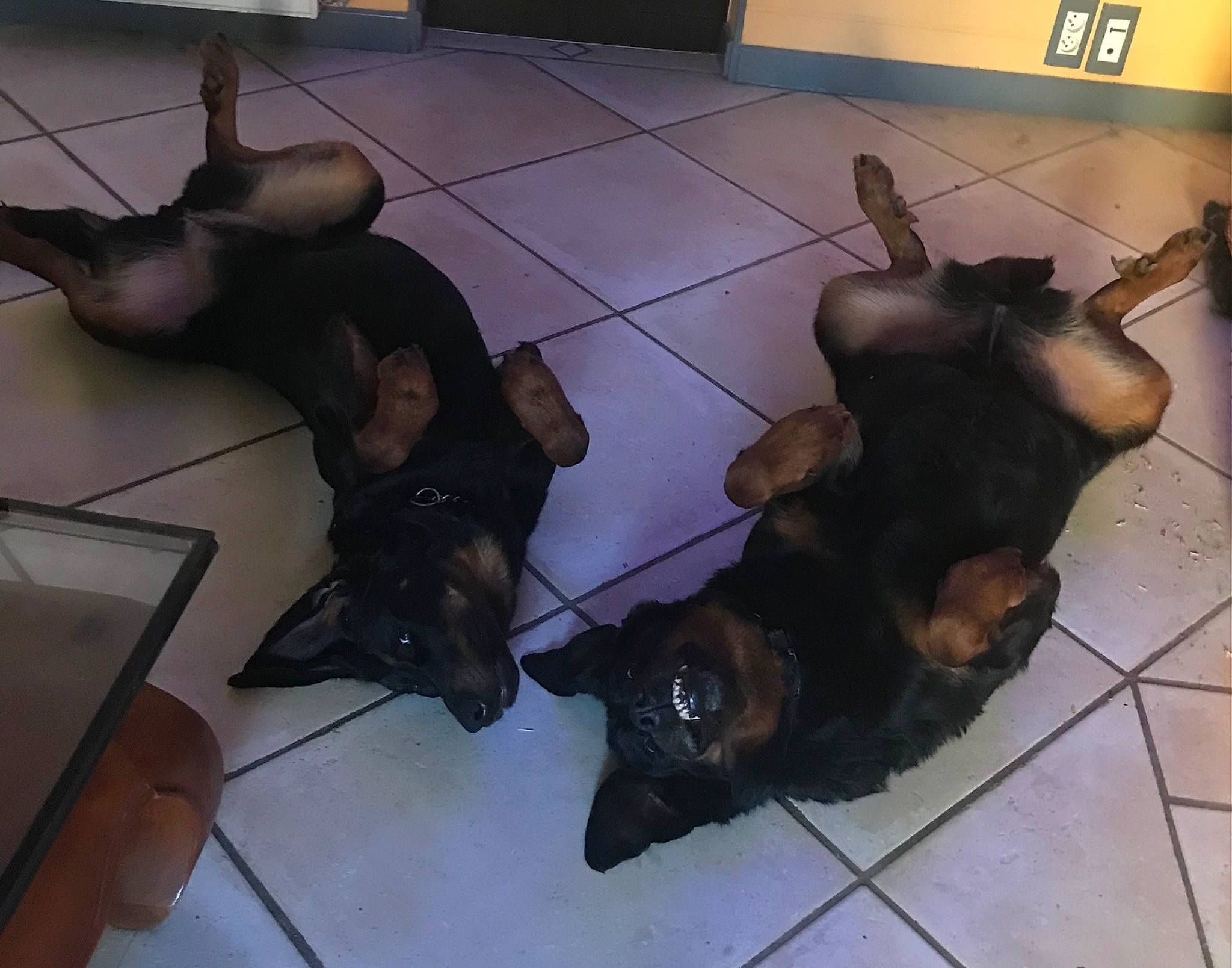 Lady Et Laska a rejoint le concours — aidez-le/la à gagner de superbes lots ! canidae, carnivore, companion_dog, dog, dog_breed, fawn, floor, flooring, fur, guard_dog, liver, metal, non_sporting_group, snout, sporting_group, tail, working_animal, working_dog